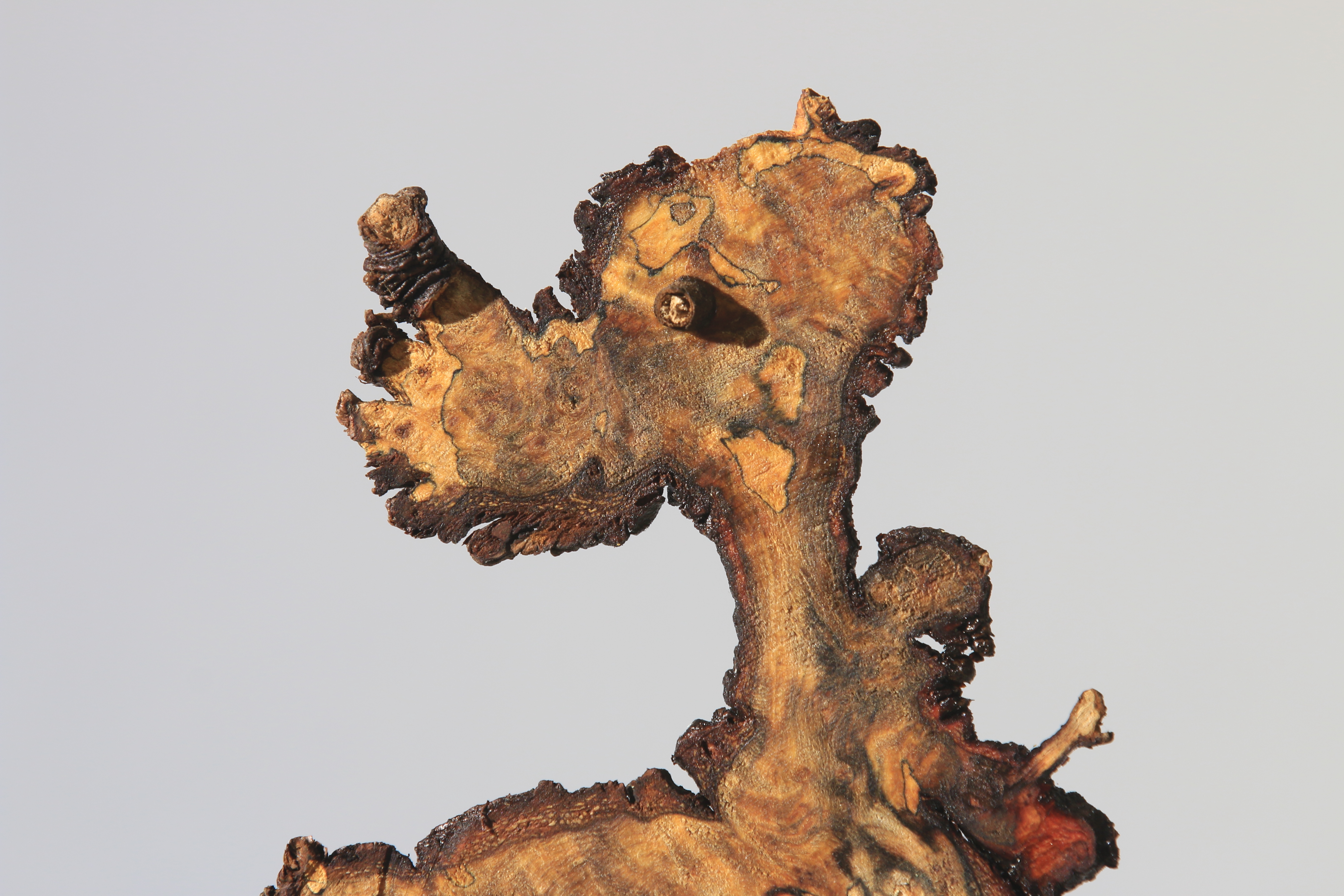 wooddog_08